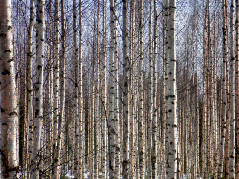 Finnland Birkenwald 1000 Teile Puzzle quer - CALVENDO Foto-Puzzle'