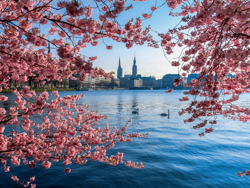 Japanische Kirschblüten an der Binnenalster 1000 Teile Puzzle quer - CALVENDO Foto-Puzzle'
