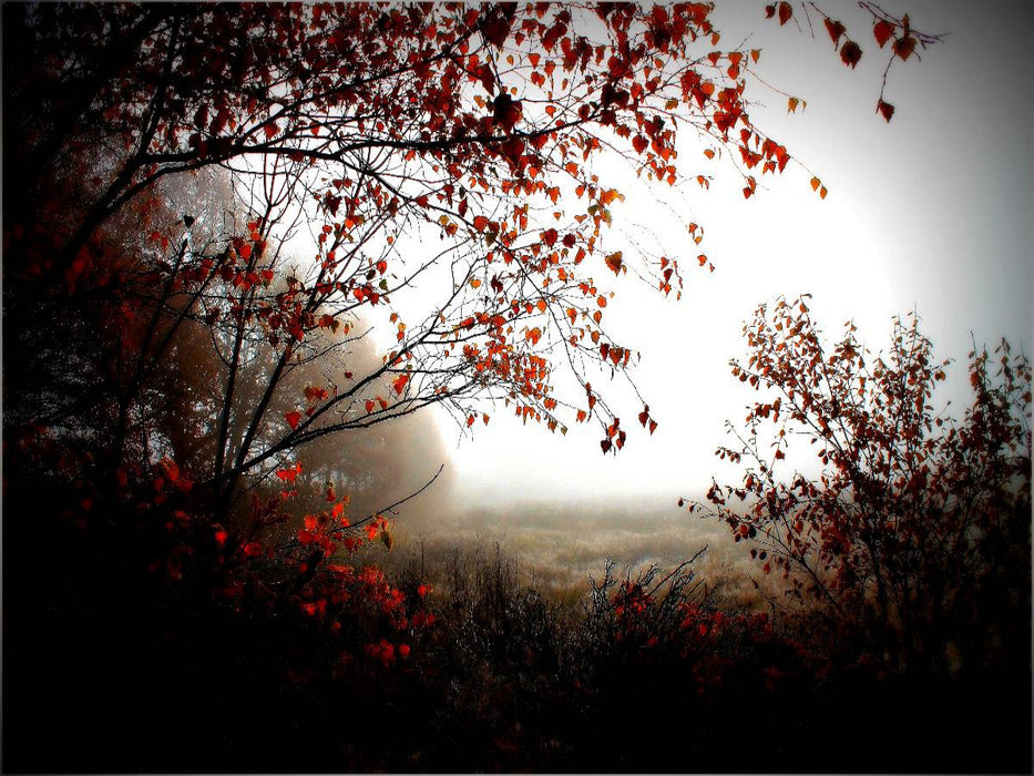 Herbstlicht im Pennigbüttelermoor - CALVENDO Foto-Puzzle'