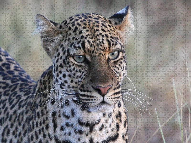 Leoparden – Augen-Blick - CALVENDO Foto-Puzzle'