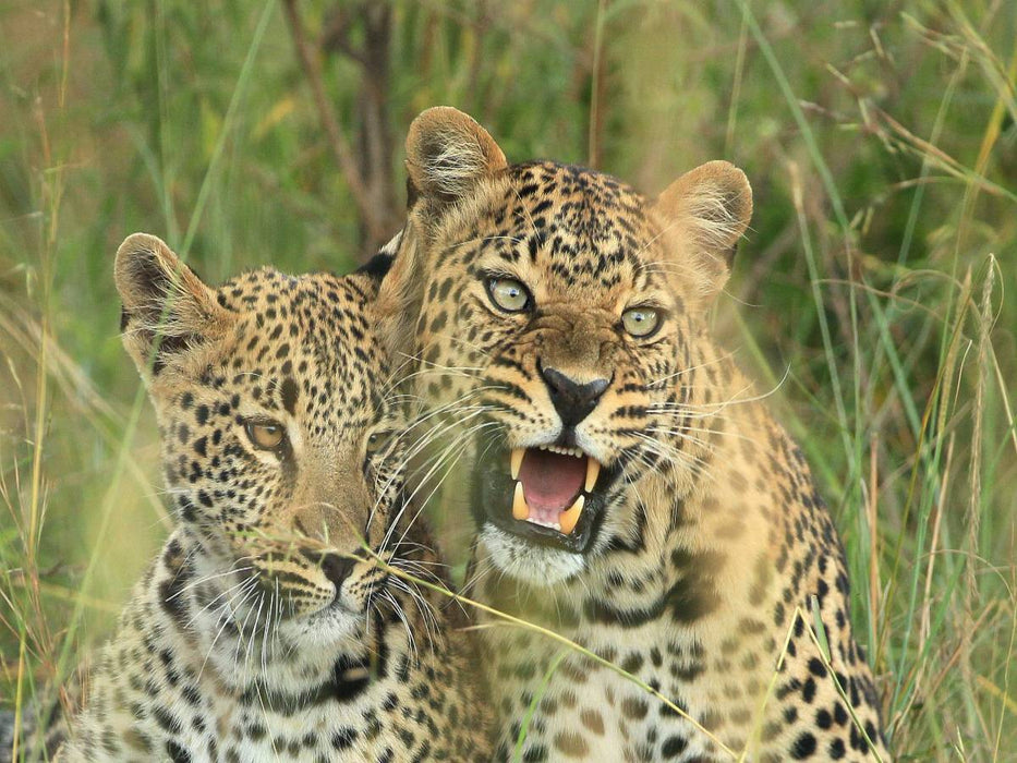 Leoparden – Vorsicht! - CALVENDO Foto-Puzzle'