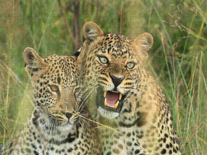 Leoparden – Vorsicht! - CALVENDO Foto-Puzzle'