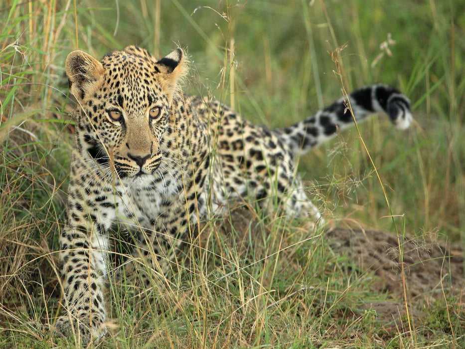 Leoparden – Kleiner unterwegs - CALVENDO Foto-Puzzle'