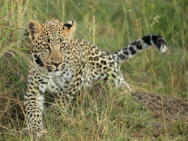 Leoparden – Kleiner unterwegs - CALVENDO Foto-Puzzle'