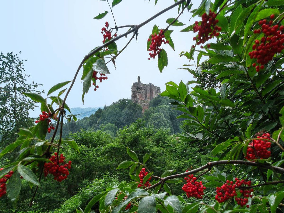 Die Ruine des Schlosses Fleckenstein. - CALVENDO Foto-Puzzle'