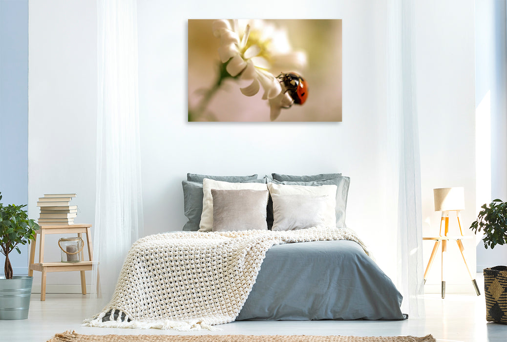 Toile textile premium Toile textile premium 120 cm x 80 cm paysage coccinelle sur une fleur blanche 