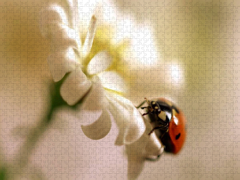 Marienkäfer an weißer Blüte - CALVENDO Foto-Puzzle'