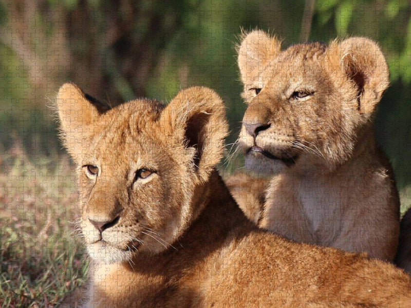 Löwen – Kinderstube - CALVENDO Foto-Puzzle'