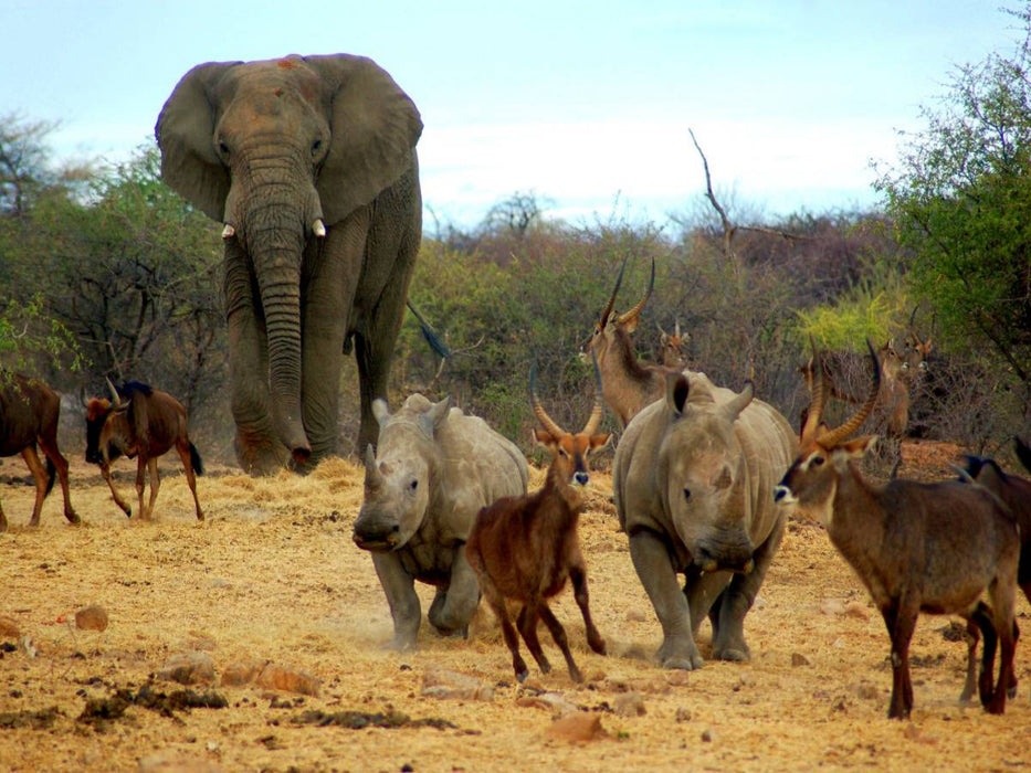 Elefant und andere afrikanische Tiere - CALVENDO Foto-Puzzle'