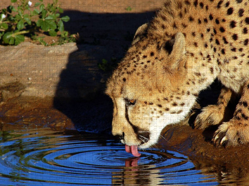 Gepard - CALVENDO Foto-Puzzle'