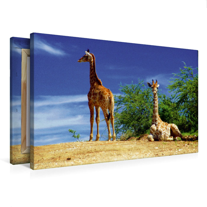 Premium Textil-Leinwand Giraffen
