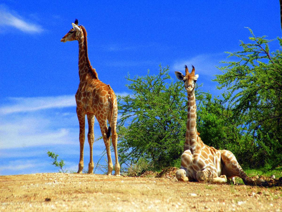 Giraffen - CALVENDO Foto-Puzzle'