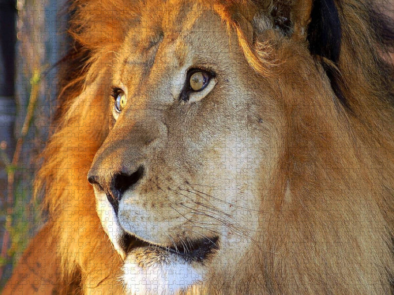 Löwe - CALVENDO Foto-Puzzle'