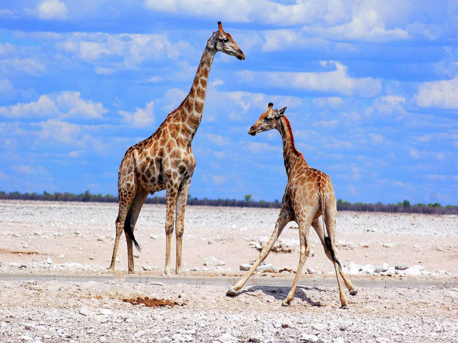 Etosha Giraffen - CALVENDO Foto-Puzzle'