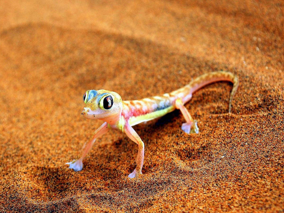 Gecko - CALVENDO Foto-Puzzle'