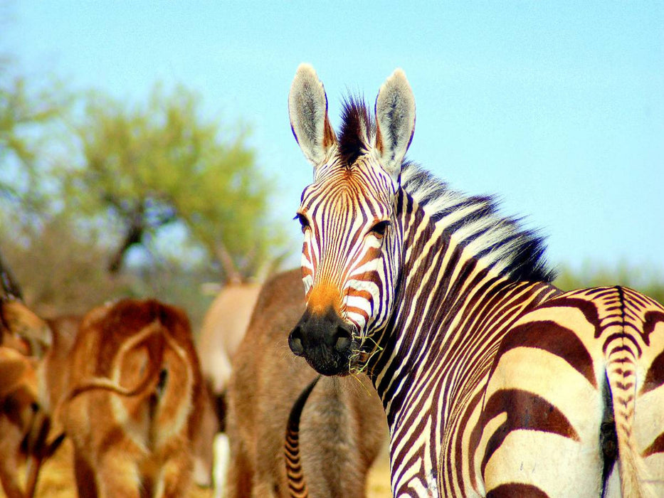 Zebra - CALVENDO Foto-Puzzle'