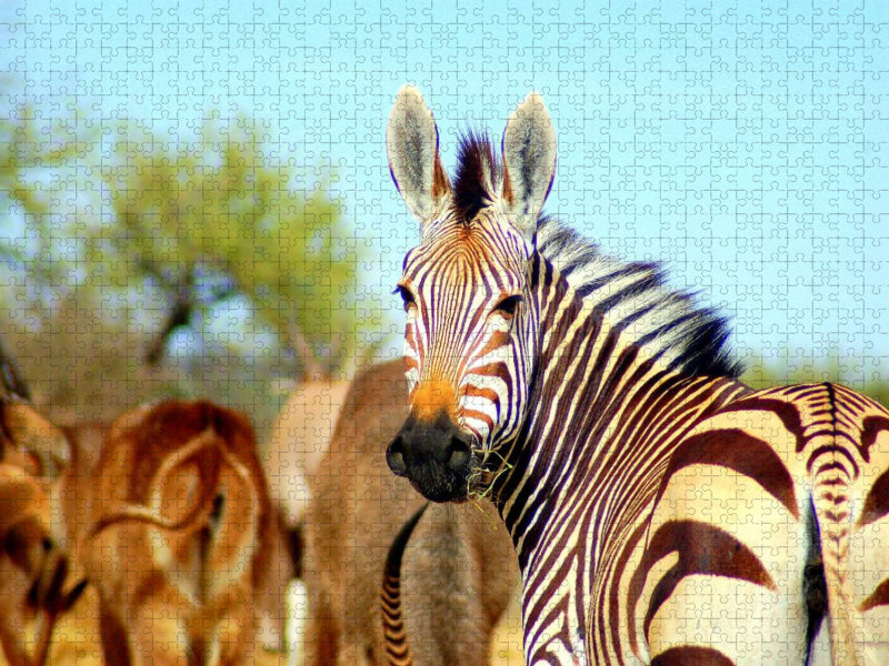 Zebra - CALVENDO Foto-Puzzle'