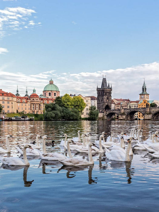 Moldau mit Schwänen - CALVENDO Foto-Puzzle'