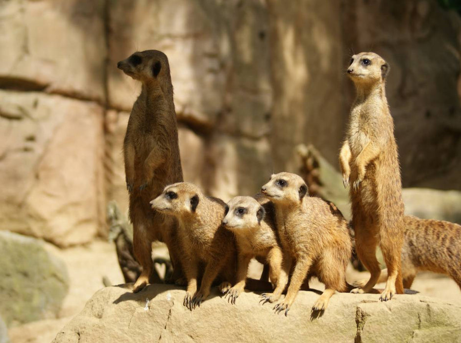 Erdmännchen gemeinsam auf Wachposten - CALVENDO Foto-Puzzle'