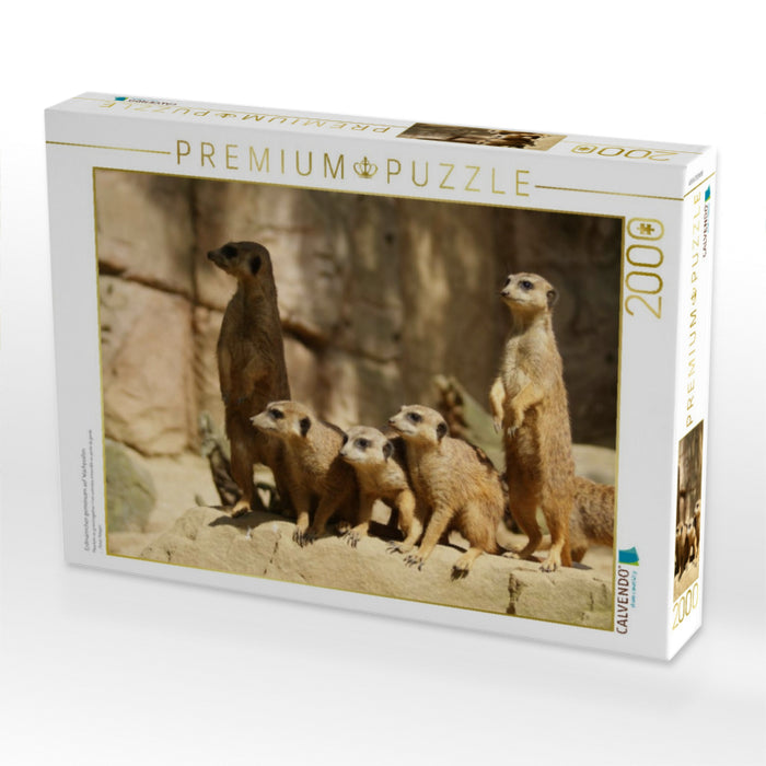 Erdmännchen gemeinsam auf Wachposten - CALVENDO Foto-Puzzle'
