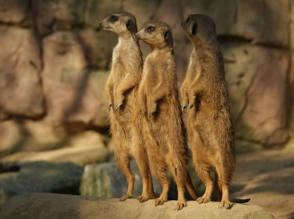 Die Welt der Erdmännchen. - CALVENDO Foto-Puzzle'