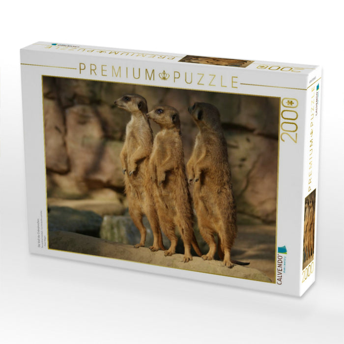 Die Welt der Erdmännchen. - CALVENDO Foto-Puzzle'