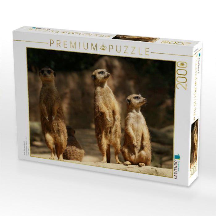 In die Sonne schauen - CALVENDO Foto-Puzzle'