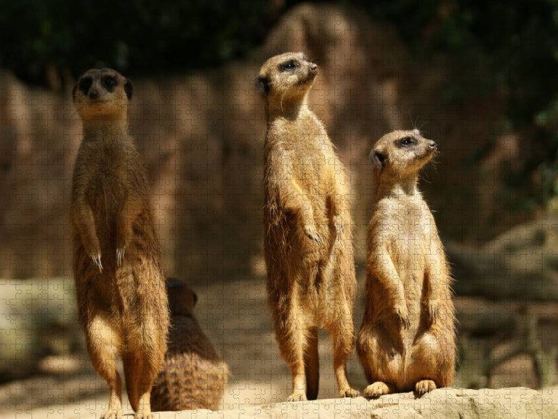 In die Sonne schauen - CALVENDO Foto-Puzzle'