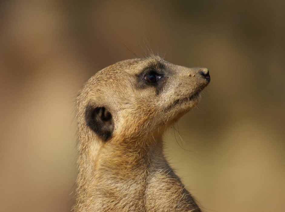 Erdmännchen Profil - CALVENDO Foto-Puzzle'