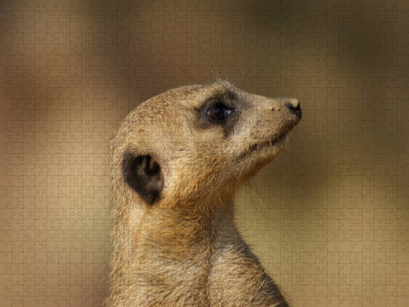 Erdmännchen Profil - CALVENDO Foto-Puzzle'