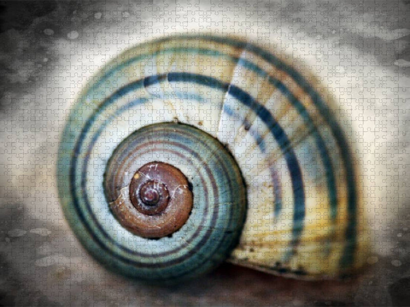 Ein Motiv aus dem Kalender Schneckenhäuser - CALVENDO Foto-Puzzle'
