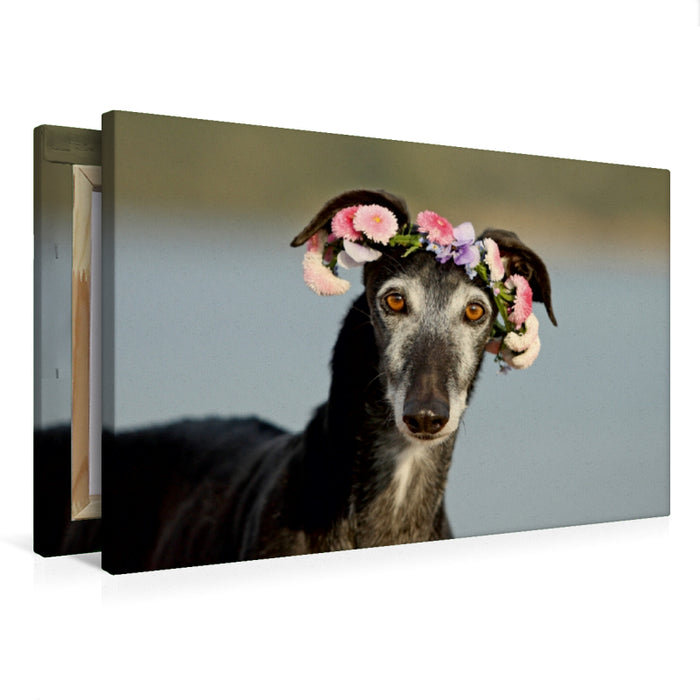 Premium Textil-Leinwand Sima....ein Windhundemädchen