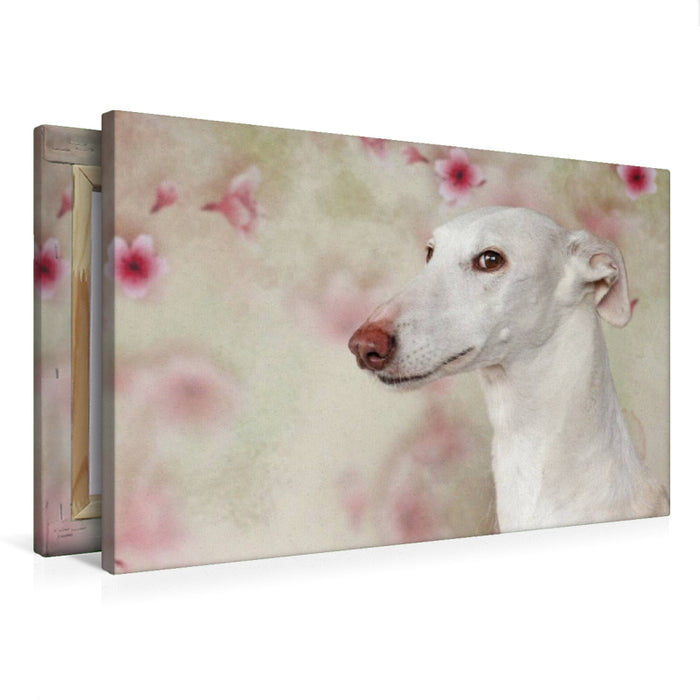 Premium Textil-Leinwand Weiße Galga