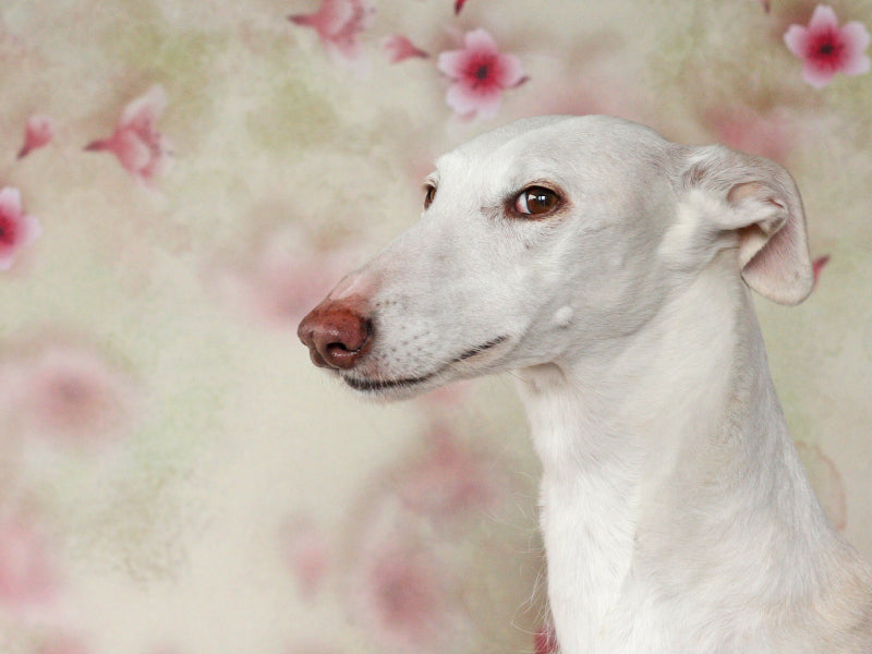 Weiße Galga 1000 Teile Puzzle quer - CALVENDO Foto-Puzzle'