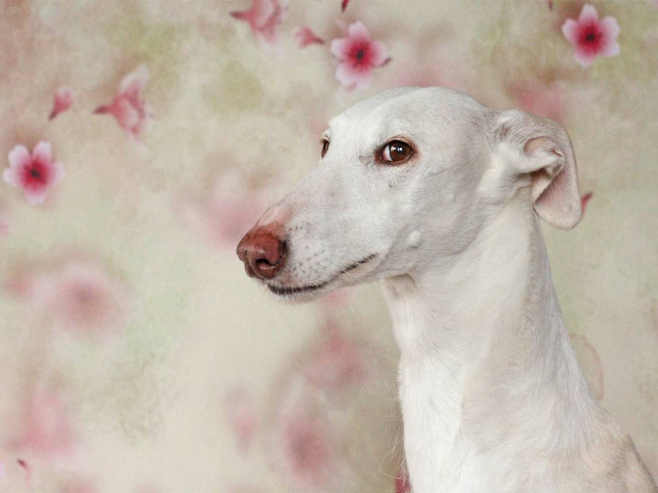 Weiße Galga - CALVENDO Foto-Puzzle'