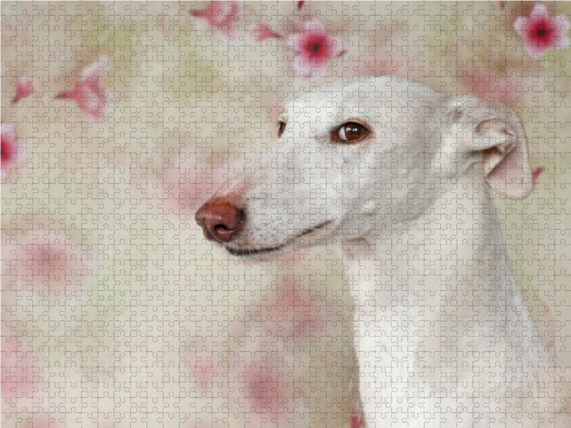 Weiße Galga 1000 Teile Puzzle quer - CALVENDO Foto-Puzzle'