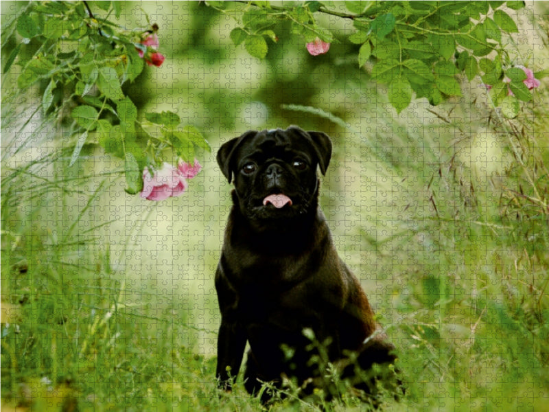 Black Pug - CALVENDO photo puzzle 