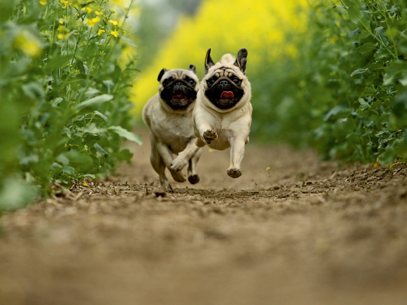 Racing pugs - CALVENDO photo puzzle 