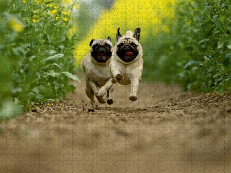 Racing pugs - CALVENDO photo puzzle 