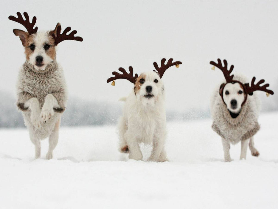Die Ren(n)tiere - CALVENDO Foto-Puzzle'