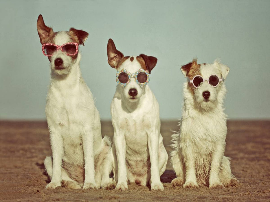 Drei Terrierhippies - CALVENDO Foto-Puzzle'