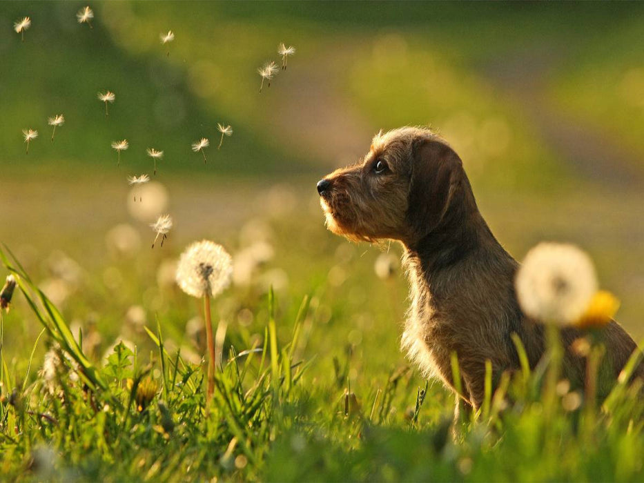 The dachshund child is amazed - CALVENDO photo puzzle 