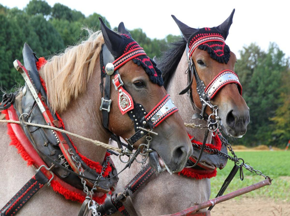 Vlaams Paards - CALVENDO Foto-Puzzle'