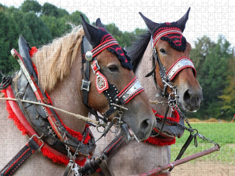 Vlaams Paards - CALVENDO Foto-Puzzle'