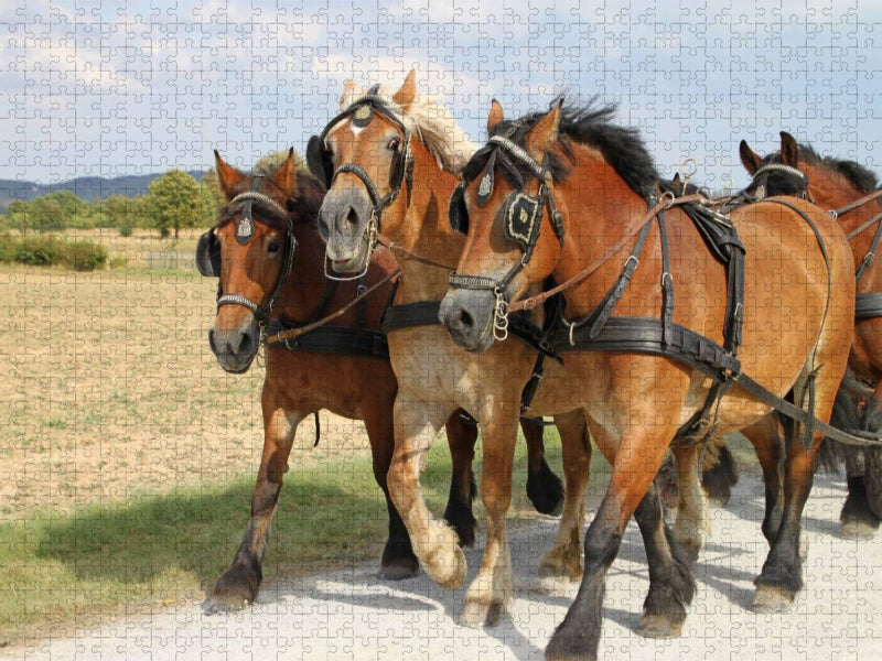 Kaltblutgespann - CALVENDO Foto-Puzzle'
