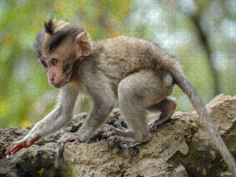 Makake - CALVENDO Foto-Puzzle'