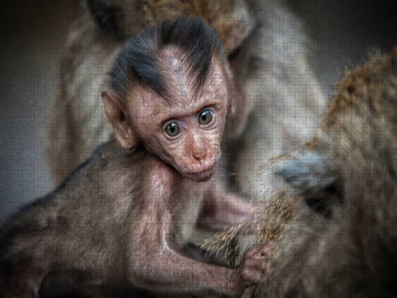 Makake - CALVENDO Foto-Puzzle'