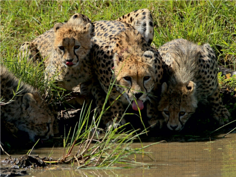 Geparden – am Wasserloch 1000 Teile Puzzle quer - CALVENDO Foto-Puzzle'