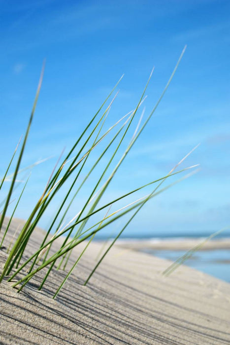 Premium Textil-Leinwand Strandgras
