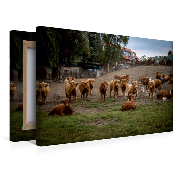 Premium Textil-Leinwand Galloways
